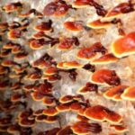 reishi mushroom to help with colds and flu