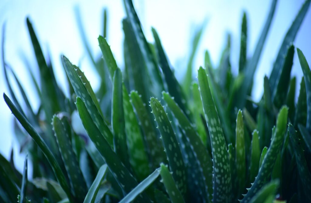 7 Amazing Benefits of Aloe vera for Skin and Health