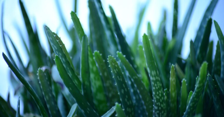 7 Amazing Benefits of Aloe Vera to Improve Skin Health